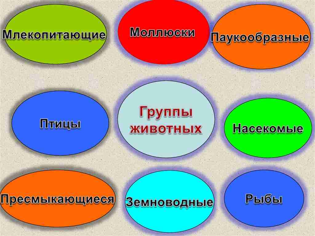 приведи примеры животных каждой группы