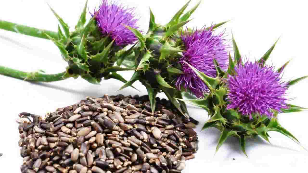 расторопша инструкция по применению цена отзывы