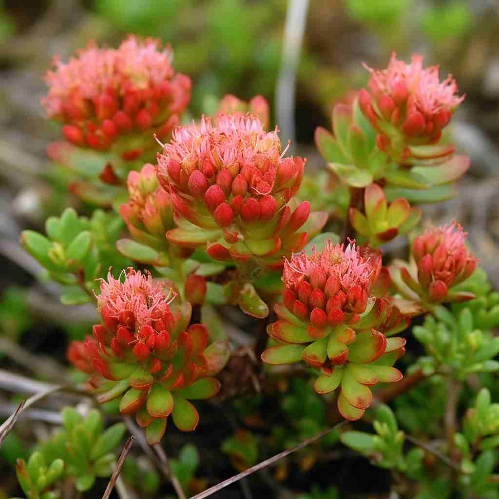 родиола розовая для чего применяется