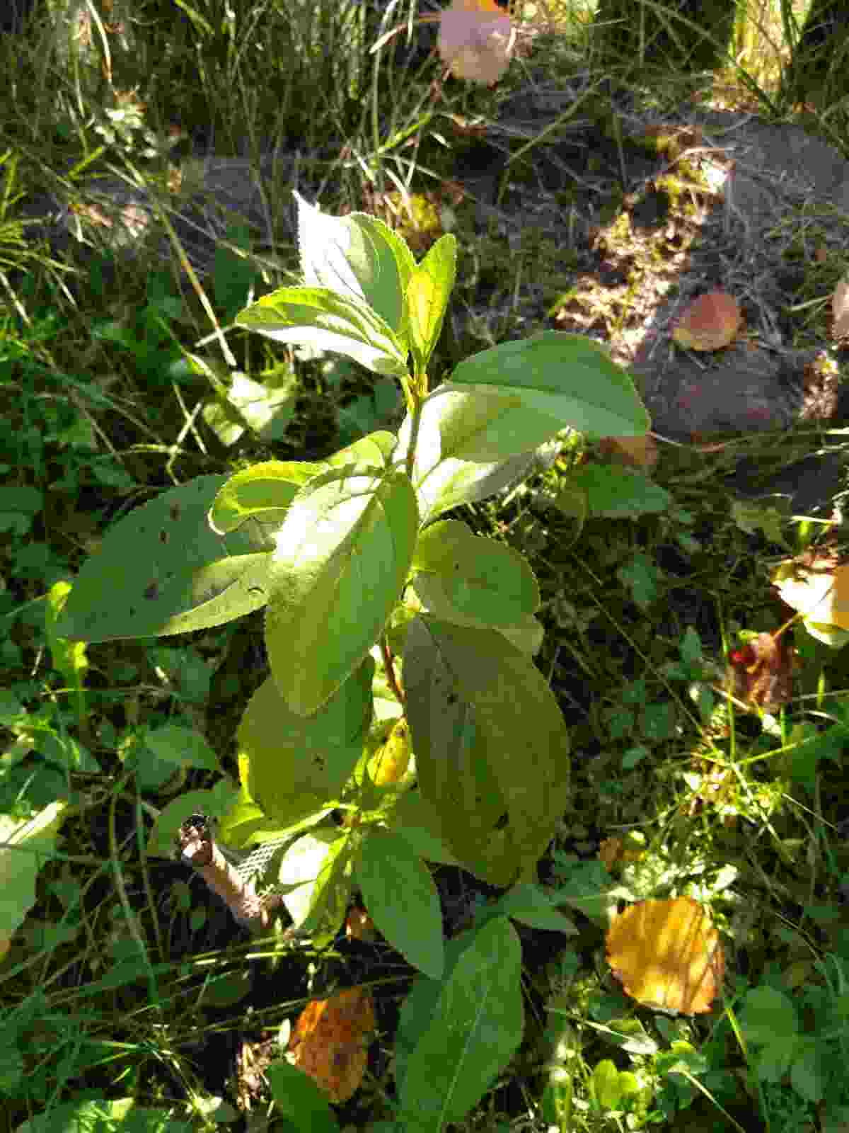 семя можно назвать зачаточным растением потому что