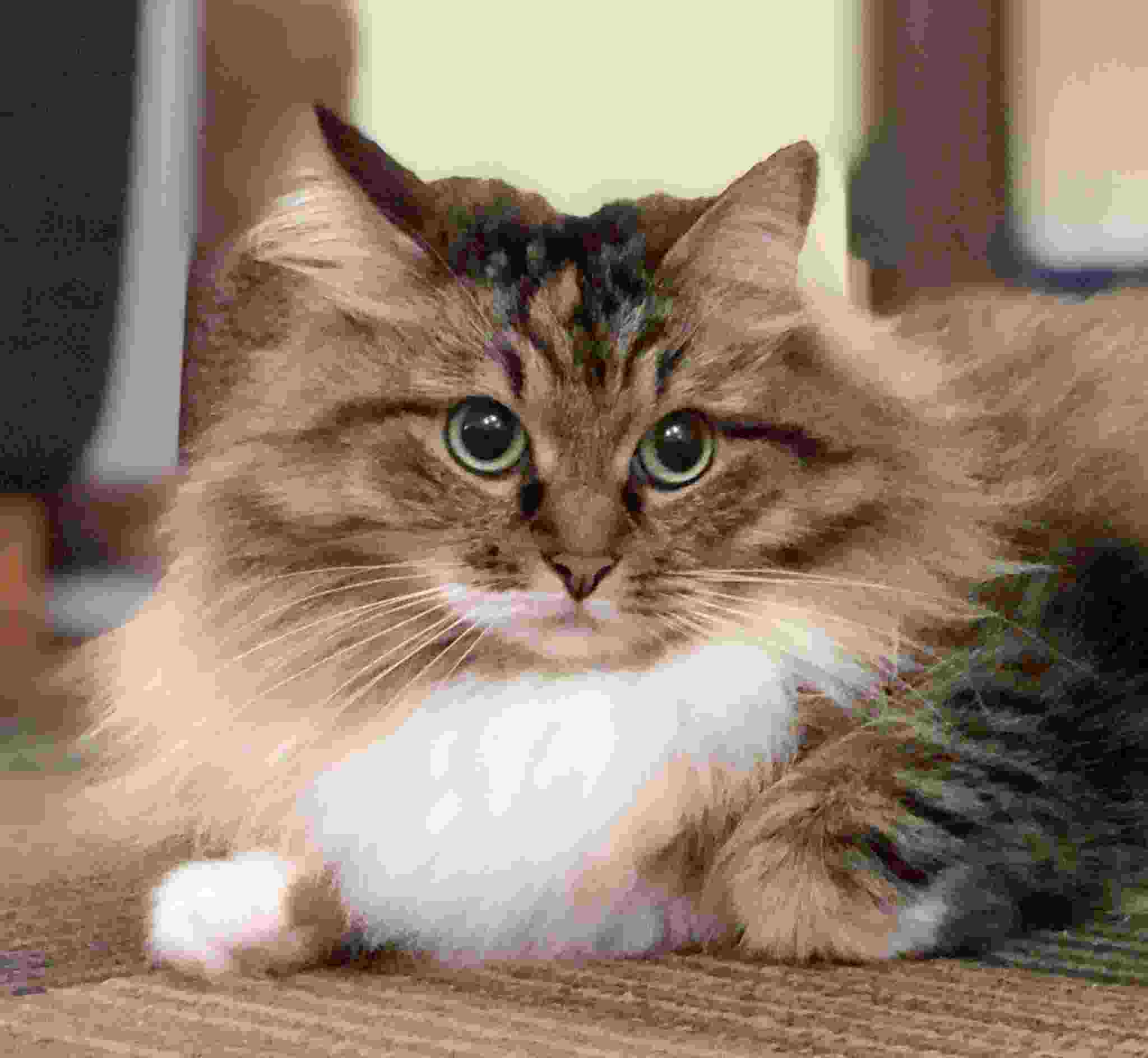 сибирская кошка список пород кошек