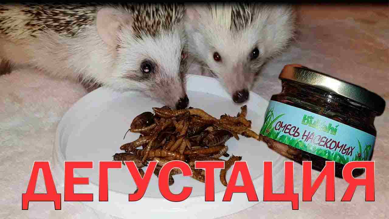 сколько варить ежики в кастрюле