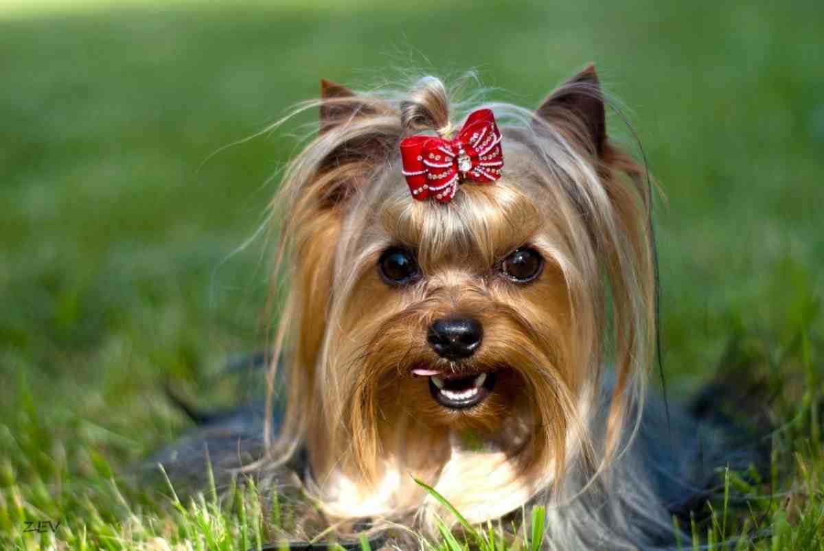 сколько живут йоркширские терьеры в домашних условиях