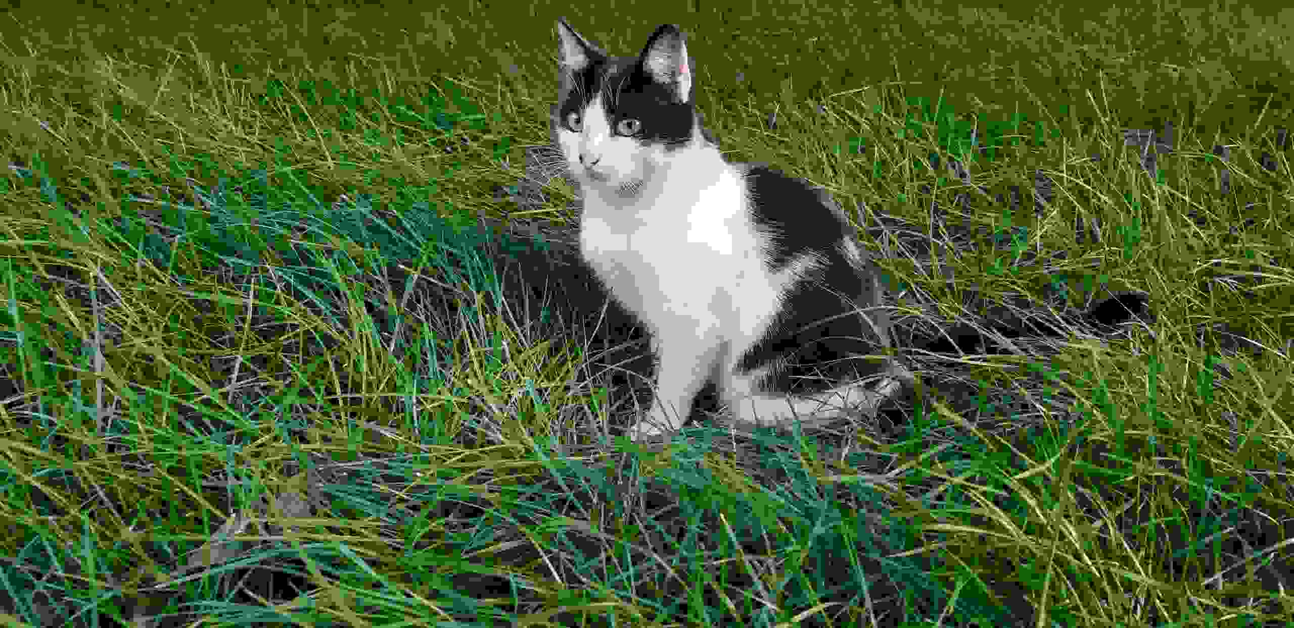 сколько живут коты в домашних условиях