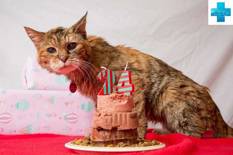 сколько живут кошки в домашних условиях