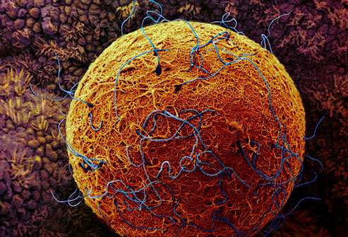 сколько живут сперматозоиды в женском организме