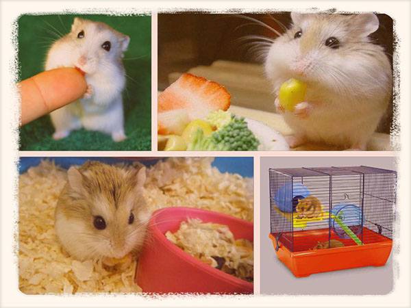 сколько живут хомяки в домашних условиях