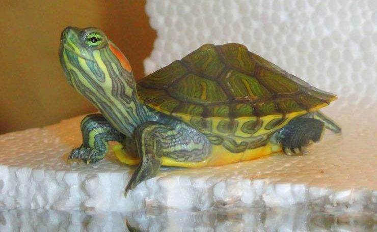 сколько живут черепахи в домашних условиях