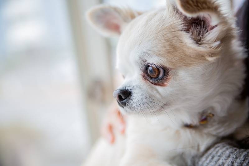 сколько живут чихуахуа в домашних условиях