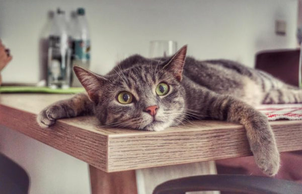 сколько кошка может прожить без еды