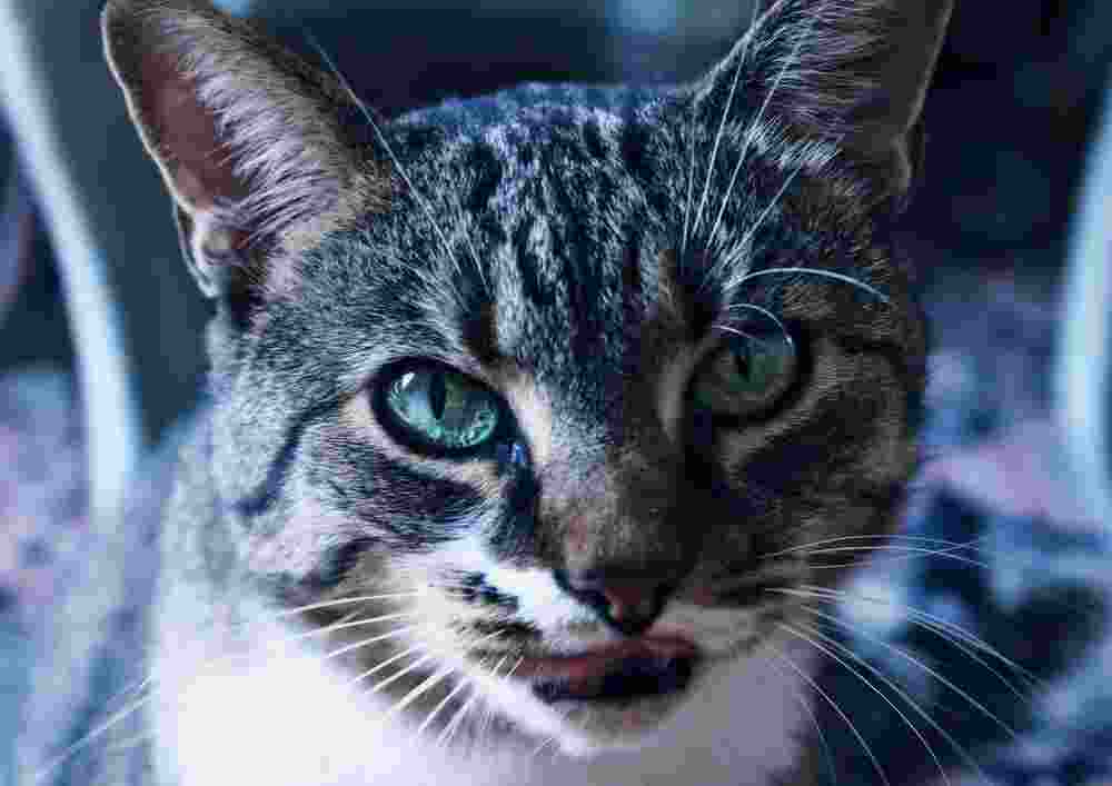 сколько нужно кормить кота в день