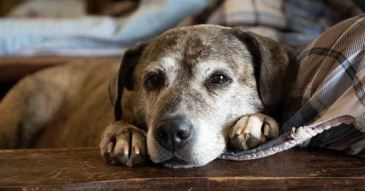 сколько собака может прожить без еды