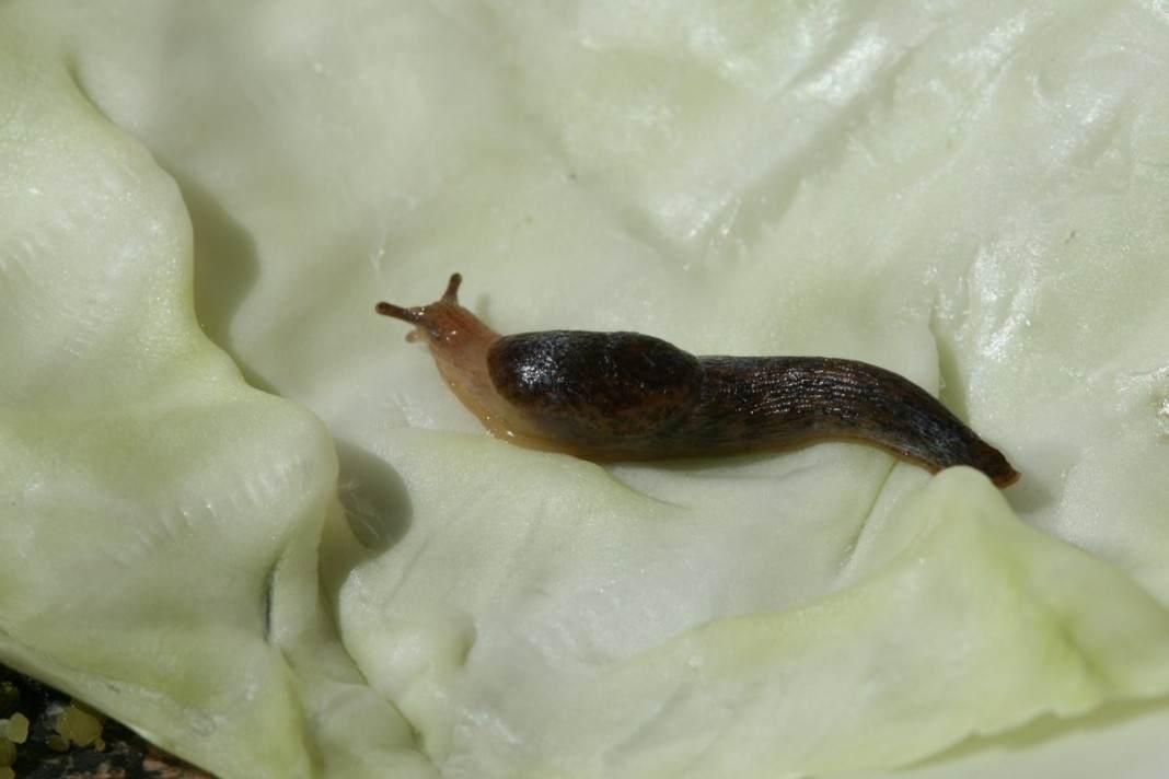 слизнеед нео инструкция по применению отзывы