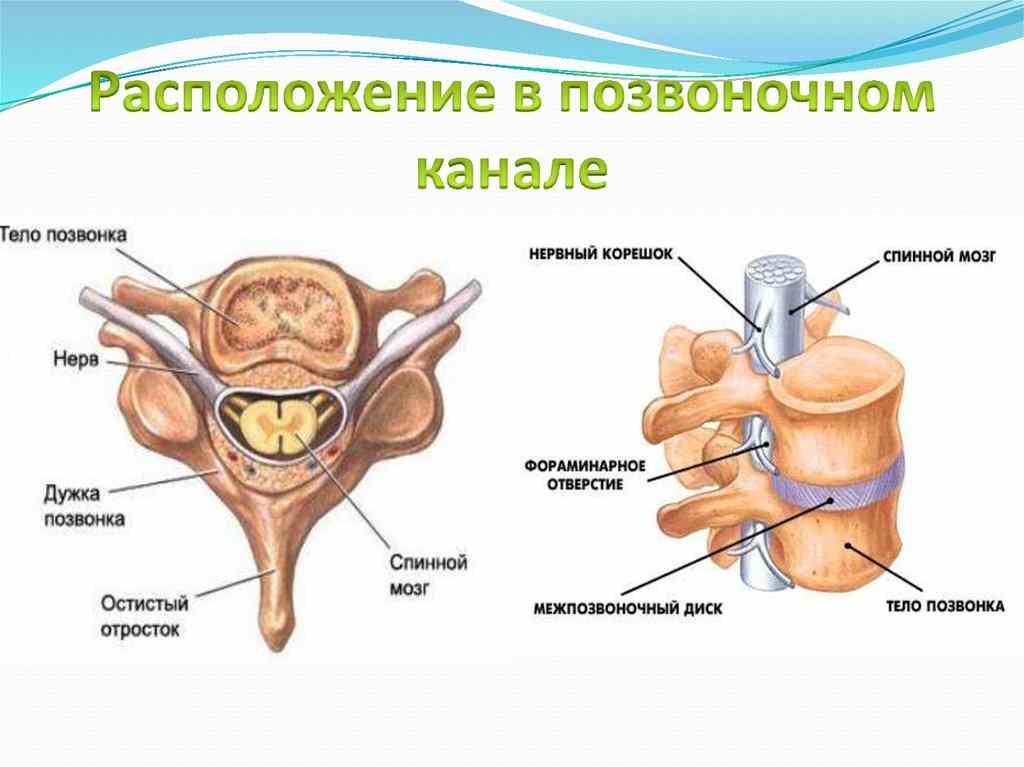 спинной мозг в позвоночном канале