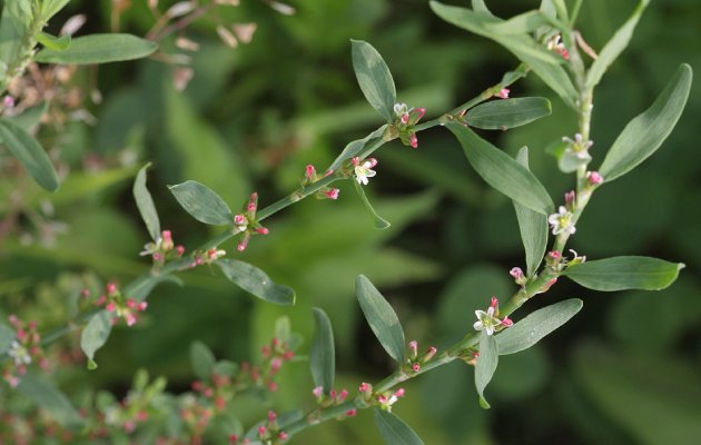 спорыш инструкция по применению цена отзывы аналоги