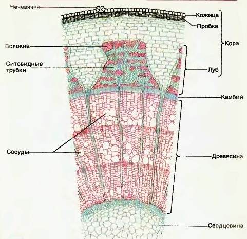 тело большинства растений состоит из тканей