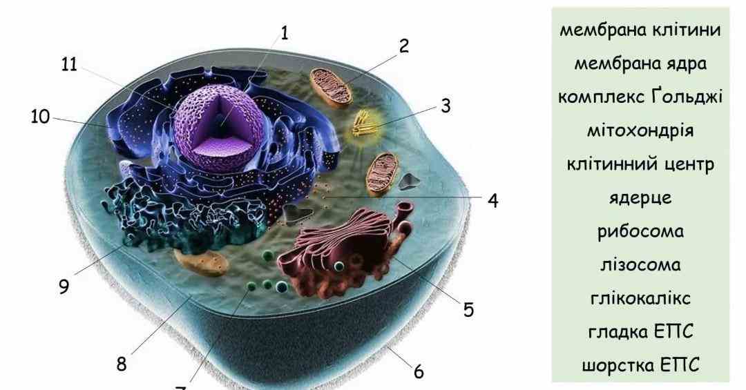 тело многоклеточных низших растений представлено