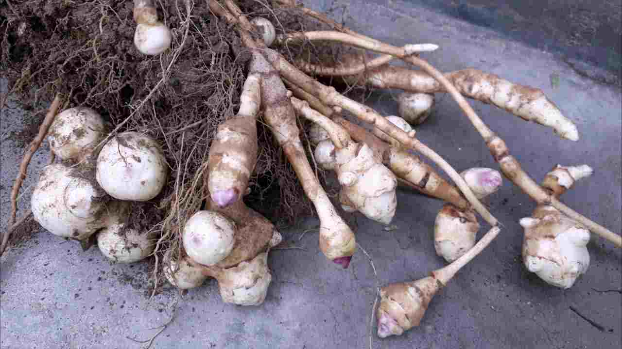 топинамбур сколько варить до готовности в кастрюле