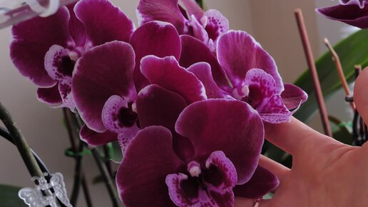 уютные орхидеи и не только