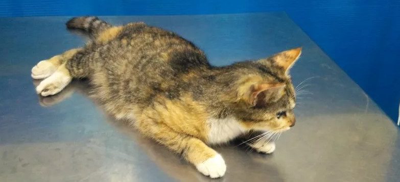 фип у кошек что это