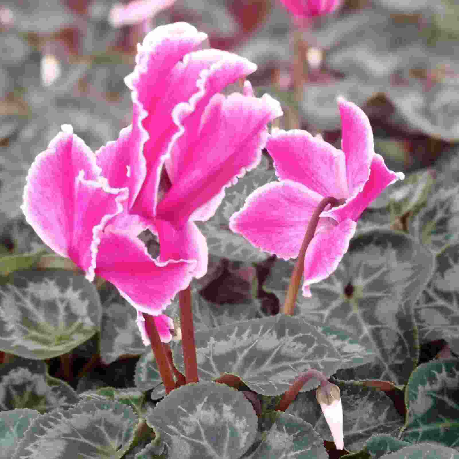 циклим таблетки инструкция по применению цена отзывы