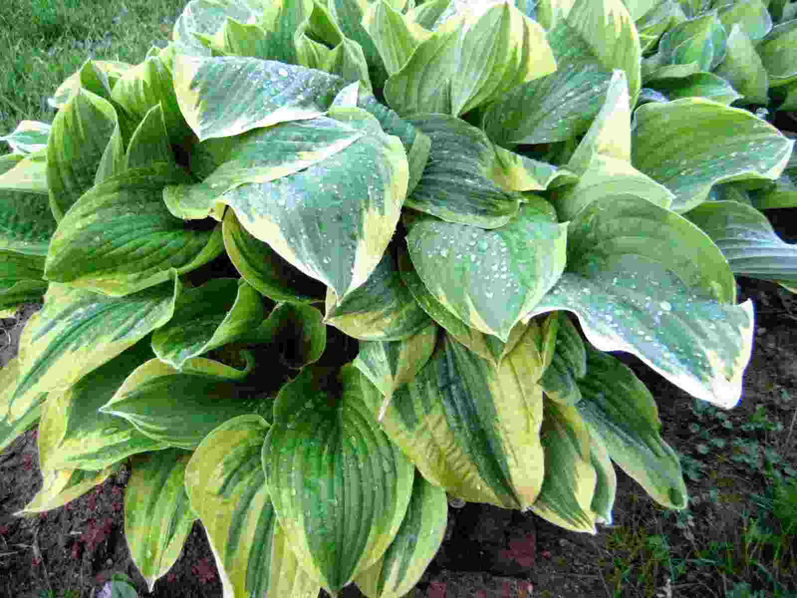 цимицифуга комплекс таблетки покрытые оболочкой инструкция