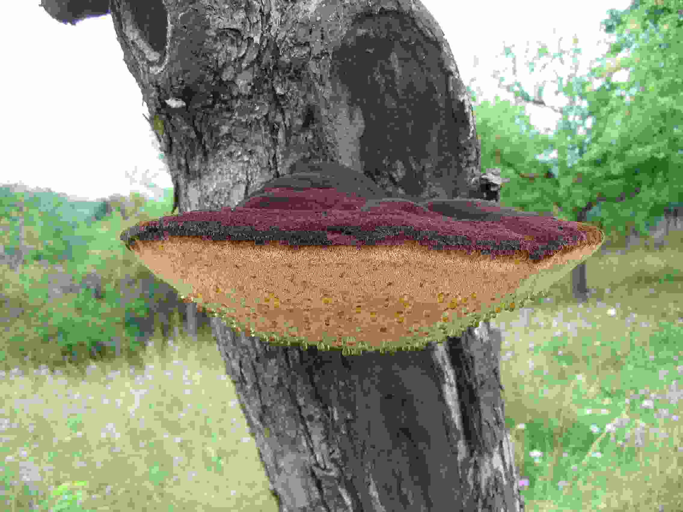 чага инструкция по применению цена отзывы