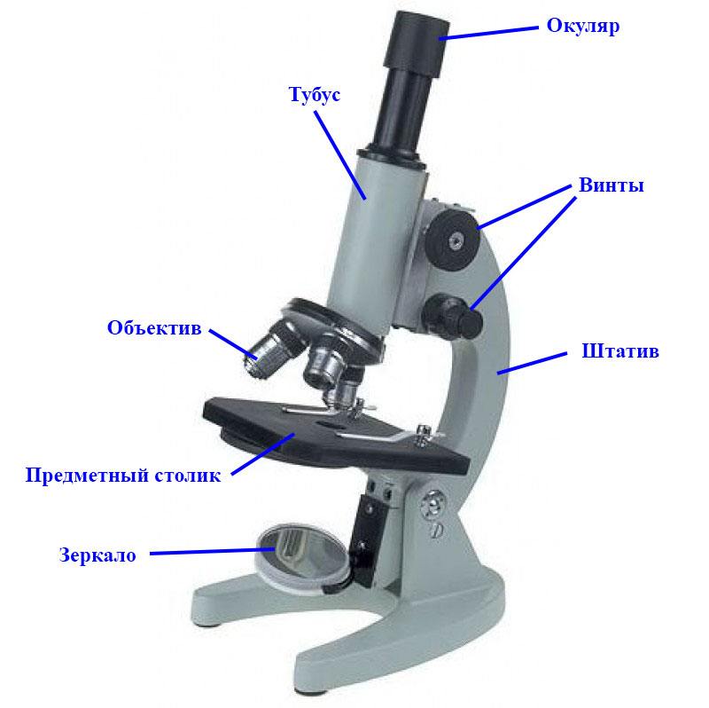 части микроскопа и их названия