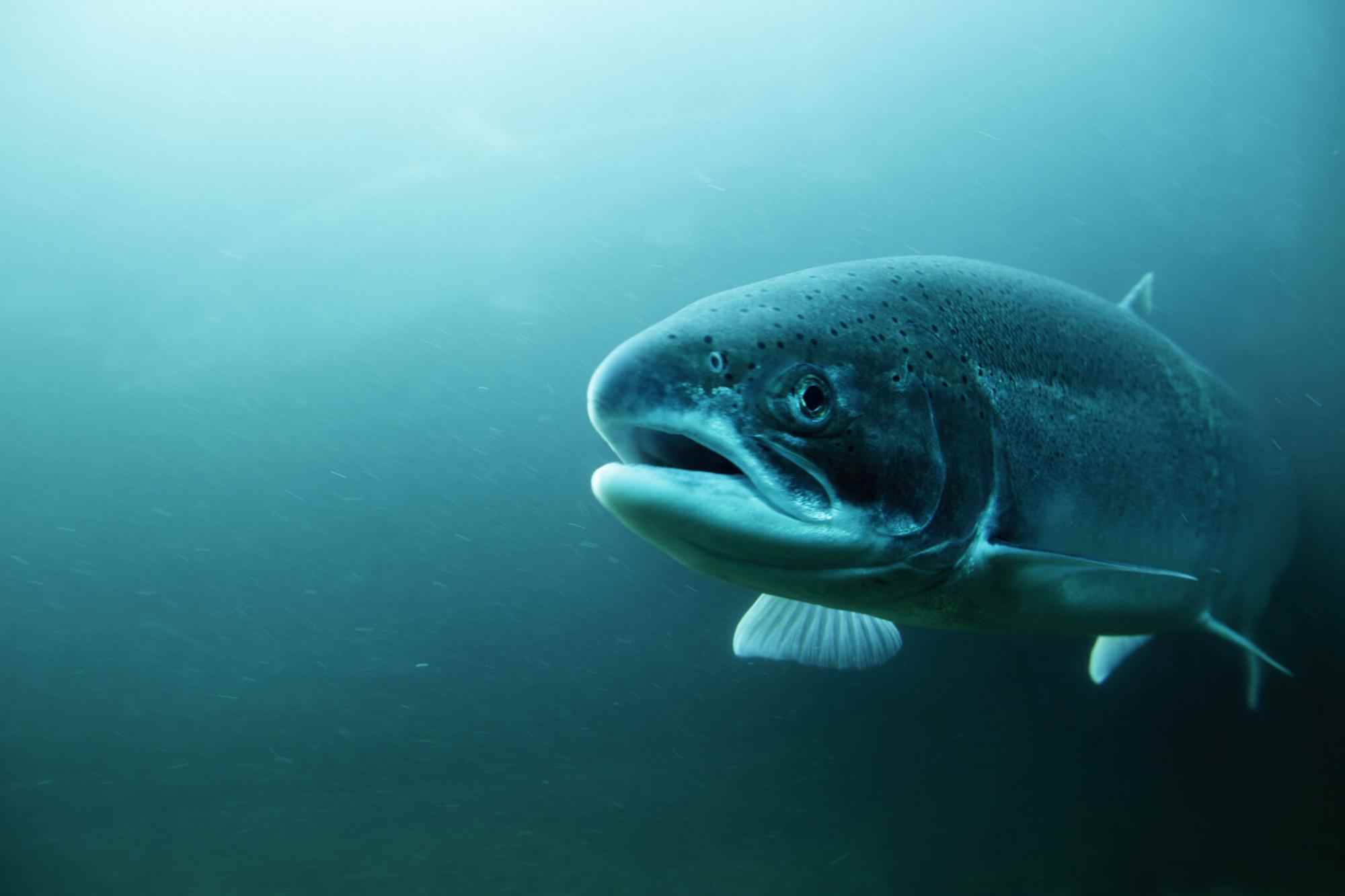 чем отличается семга от форели