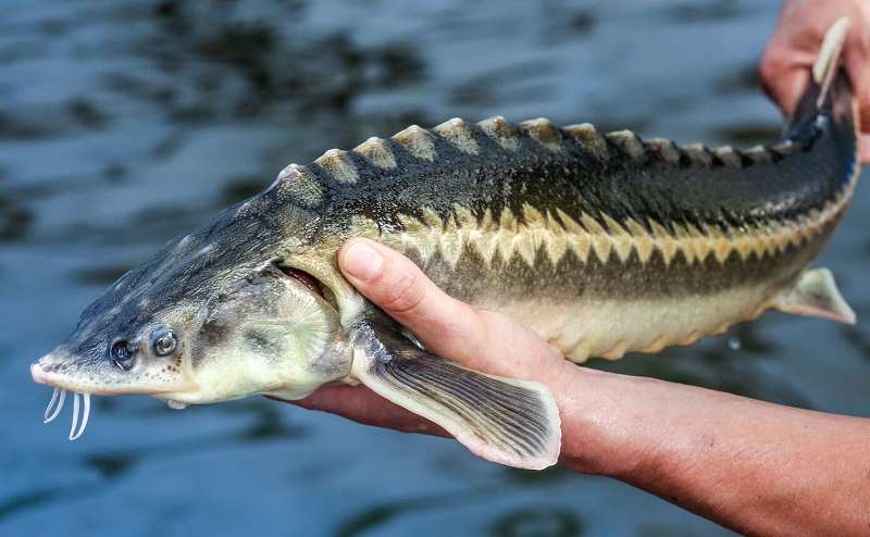 чем отличается стерлядь от осетра
