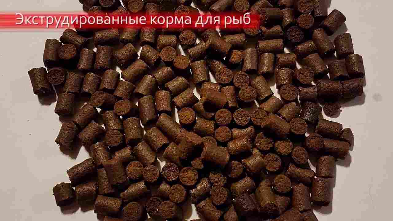 чем покормить рыб если закончился корм