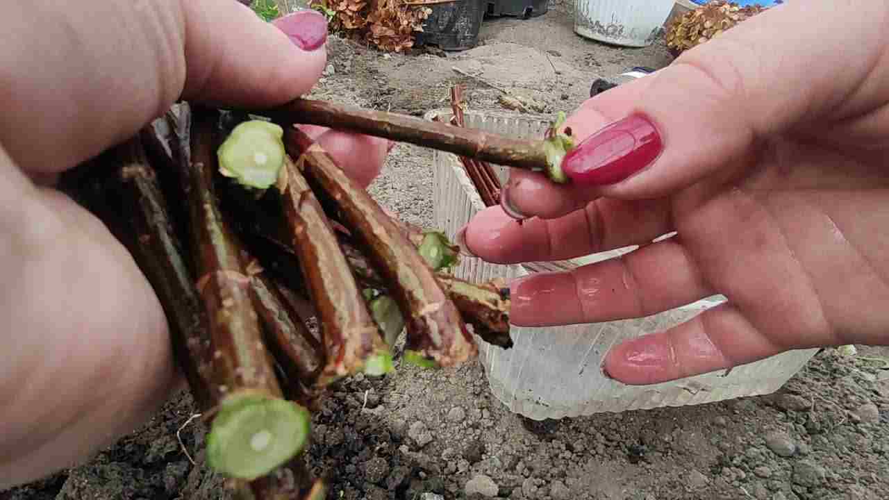 черенкование гортензии осенью в домашних условиях