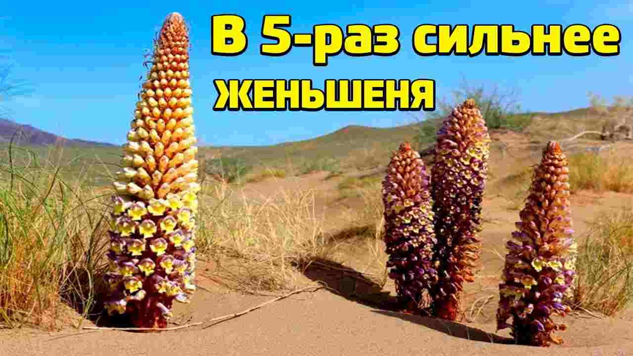 чинч инструкция по применению цена отзывы аналоги