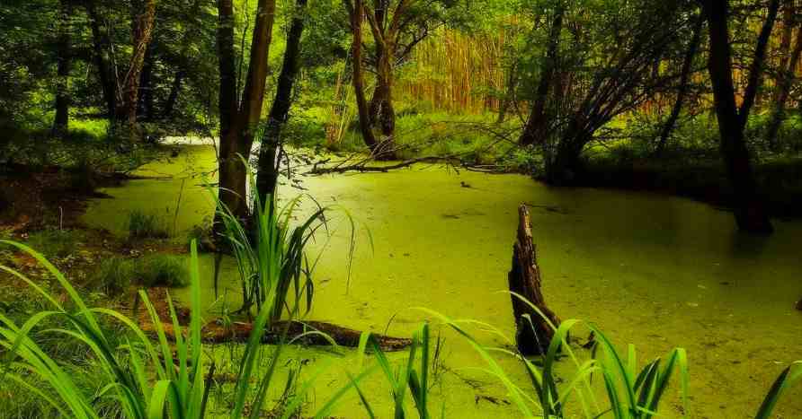 что является основной причиной образования болот