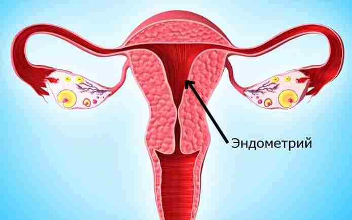 эндометрия матки что это такое