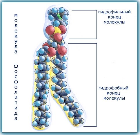 эссентинорм эссенциальные фосфолипиды капсулы инструкция