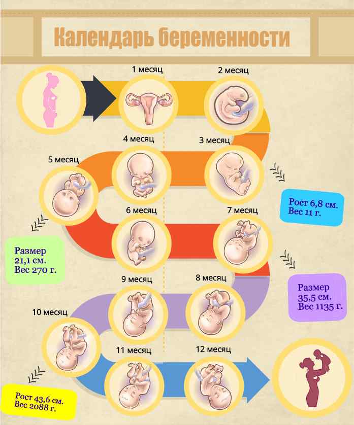 32 неделя беременности сколько месяцев