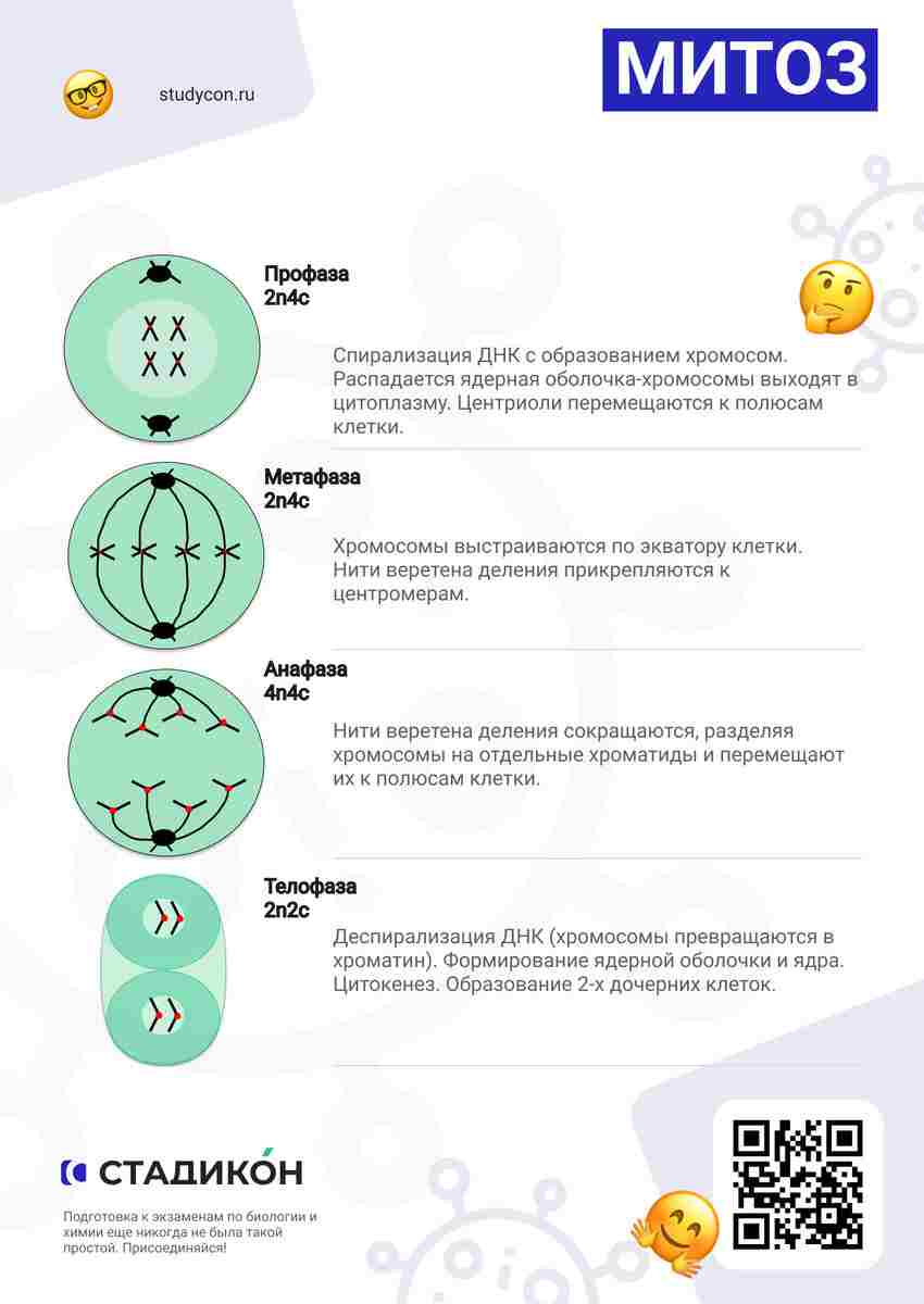 биологическое значение мейоза заключается в