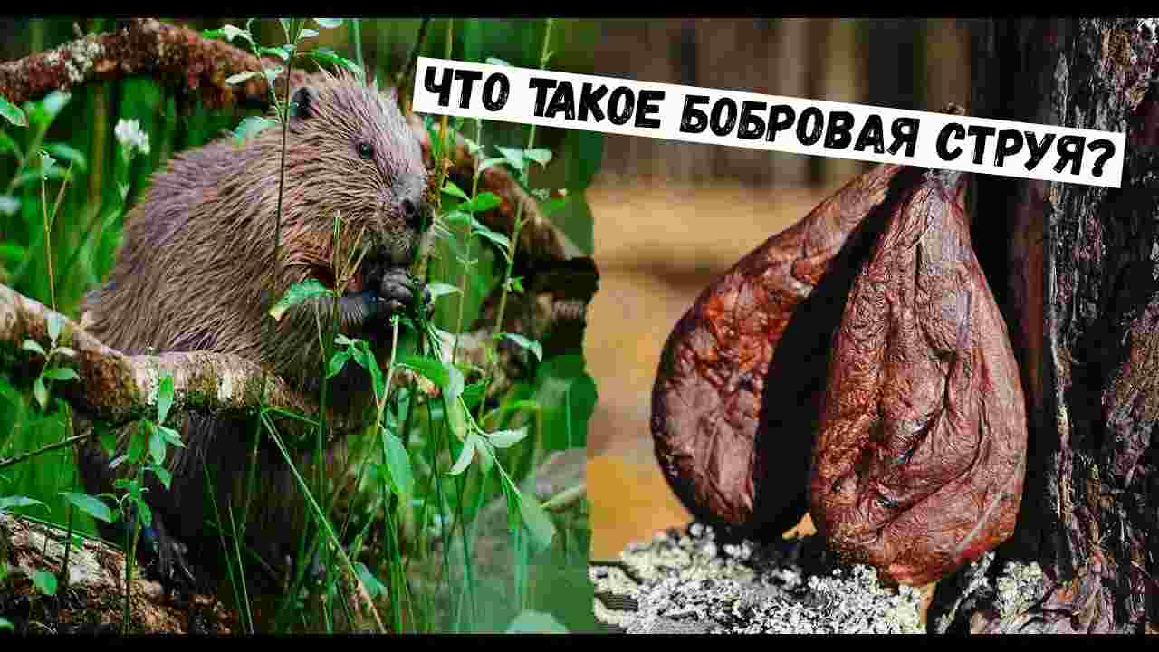 бобровая струя капсулы инструкция по применению цена
