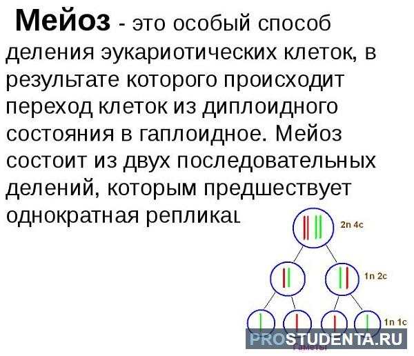 в чем заключается биологическое значение мейоза