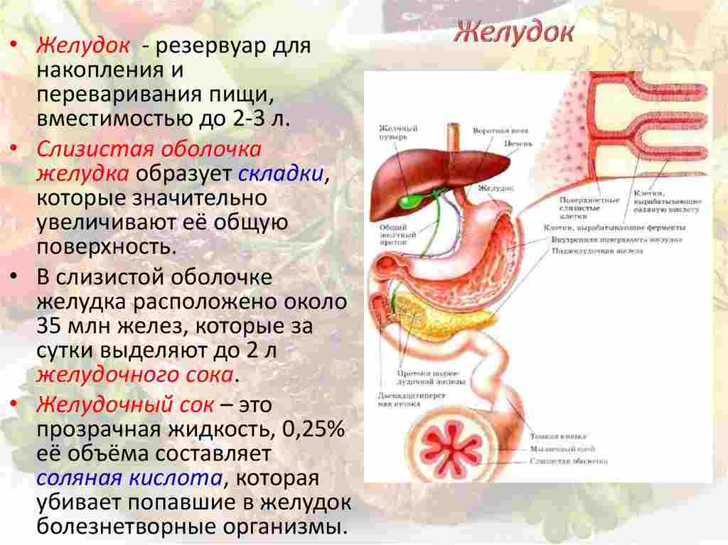 в чем заключается внутриклеточное пищеварение