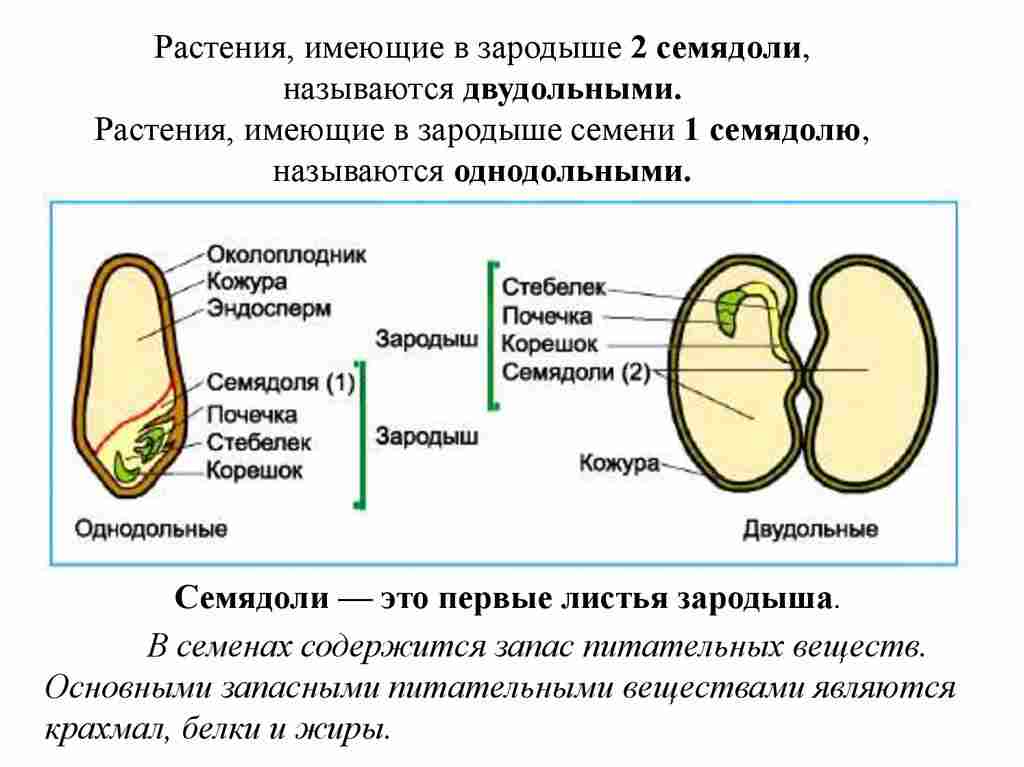 в чем состоит биологическая роль семян