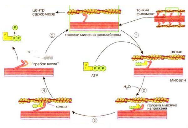важными участниками мышечного сокращения являются