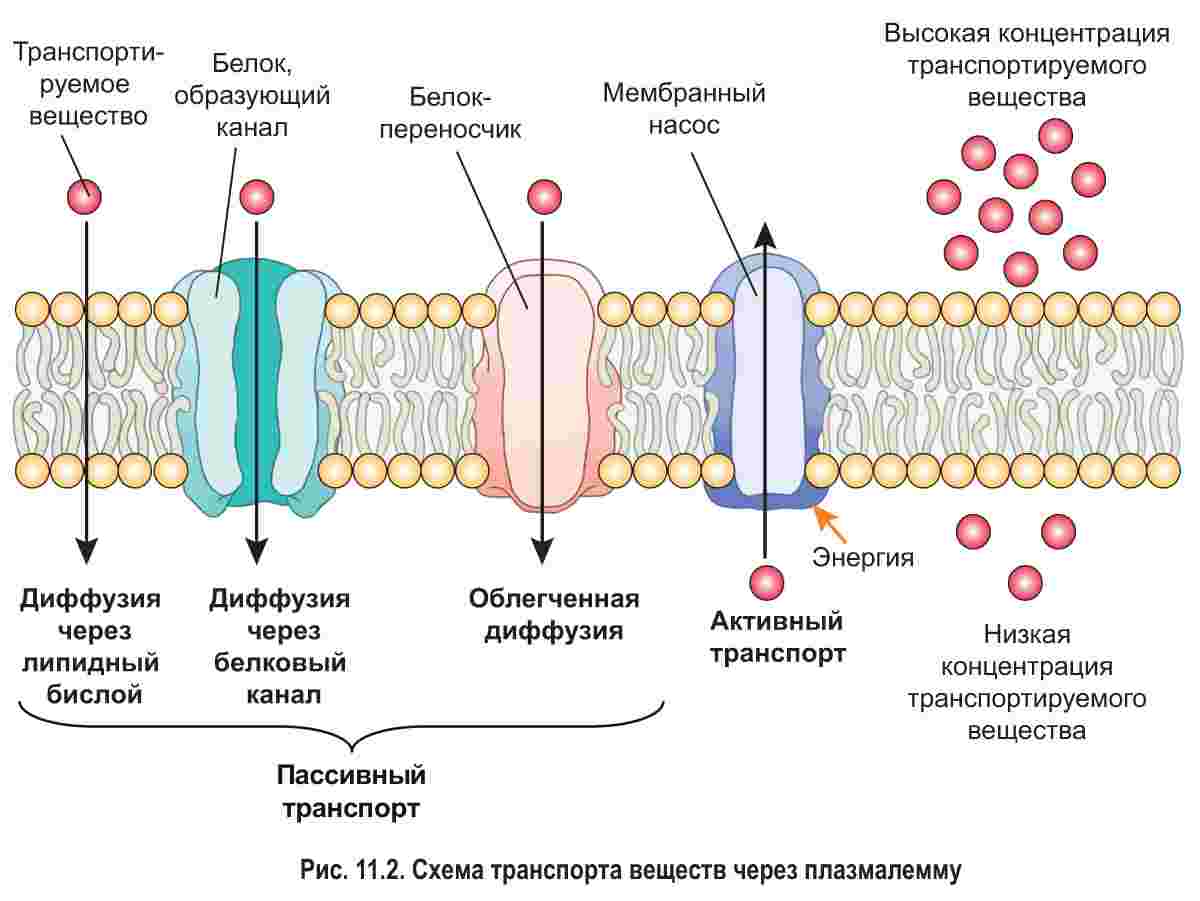 виды транспорта веществ через мембрану