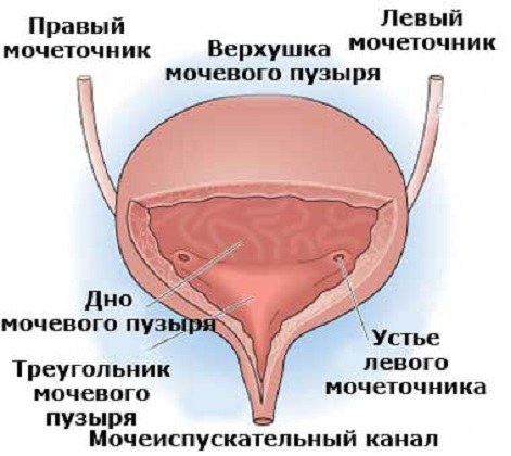 воспаление мочевого пузыря у женщин симптомы