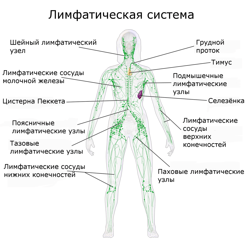 где находятся лимфоузлы у человека