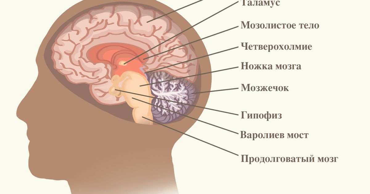 головной мозг человека состоит из