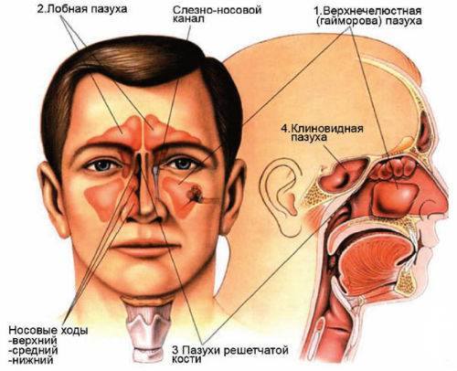 заболевания носа и околоносовых пазух