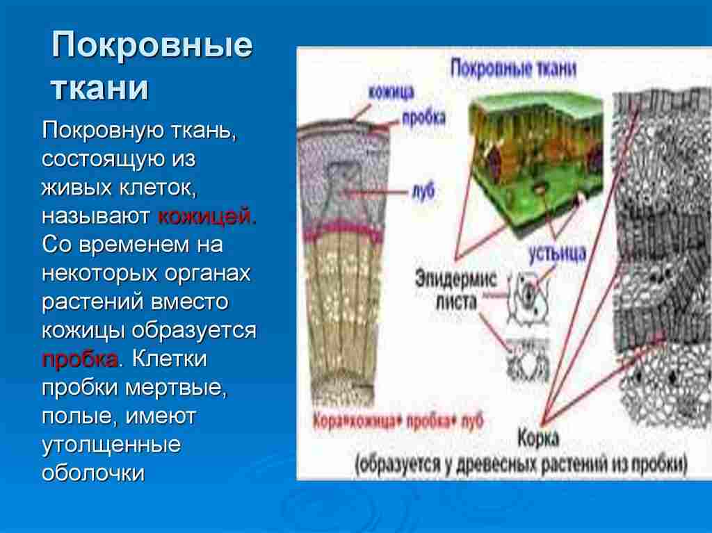 запасающие ткани располагаются в различных органах растений