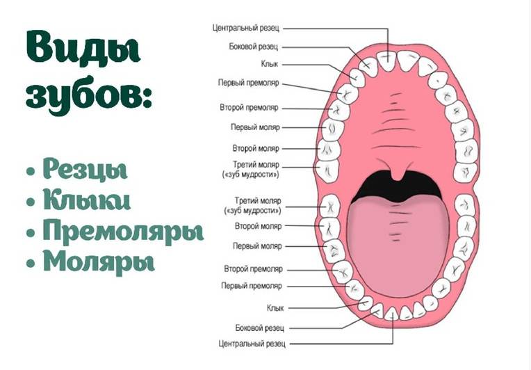 зубы по номерам в стоматологии у взрослых